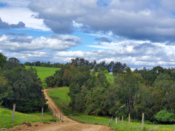 301-campo-en-venta-115-h-los-muermos