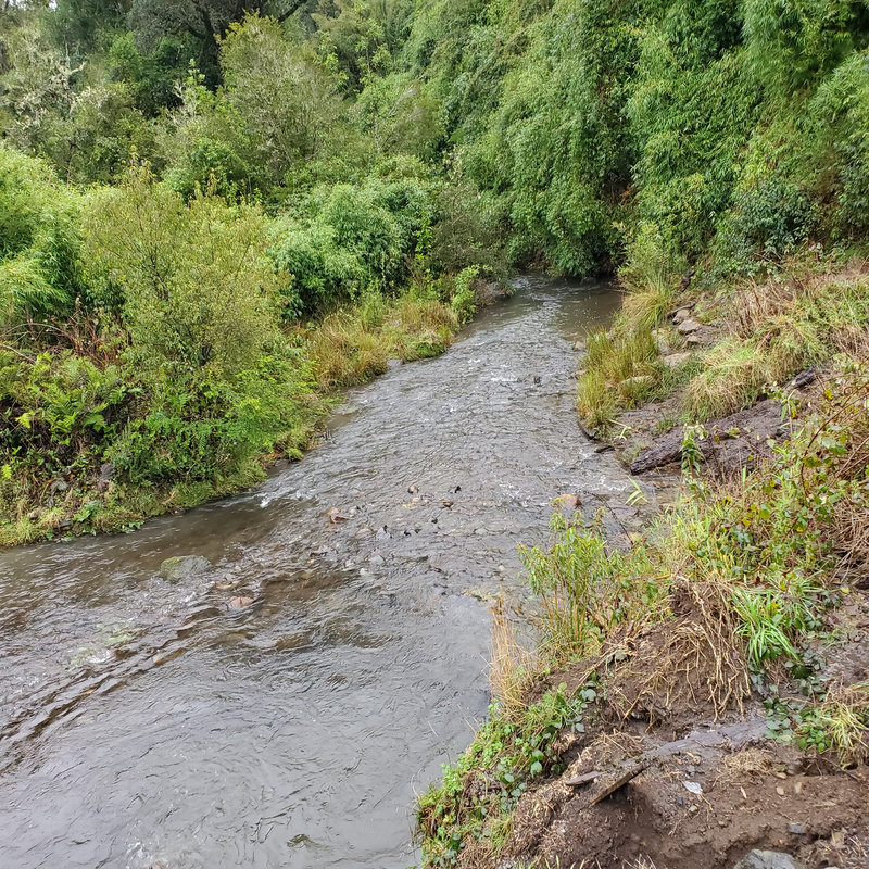 346 campo en venta 800 ha Valdivia invertir en terrenos en chile (50)