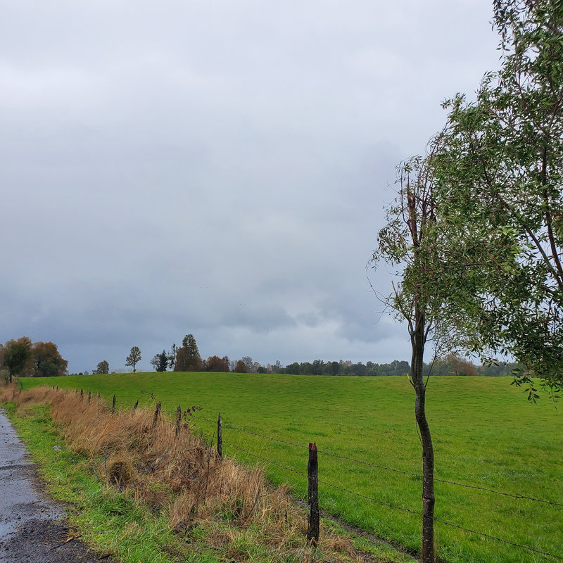 346 campo en venta 800 ha Valdivia invertir en terrenos en chile (8)