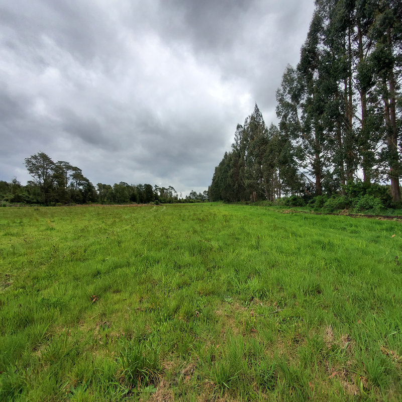 372 campo en venta 124 ha Puerto Montt invertir en terrenos en chile (1)