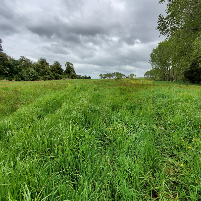 372 campo en venta 124 ha Puerto Montt invertir en terrenos en chile (10)