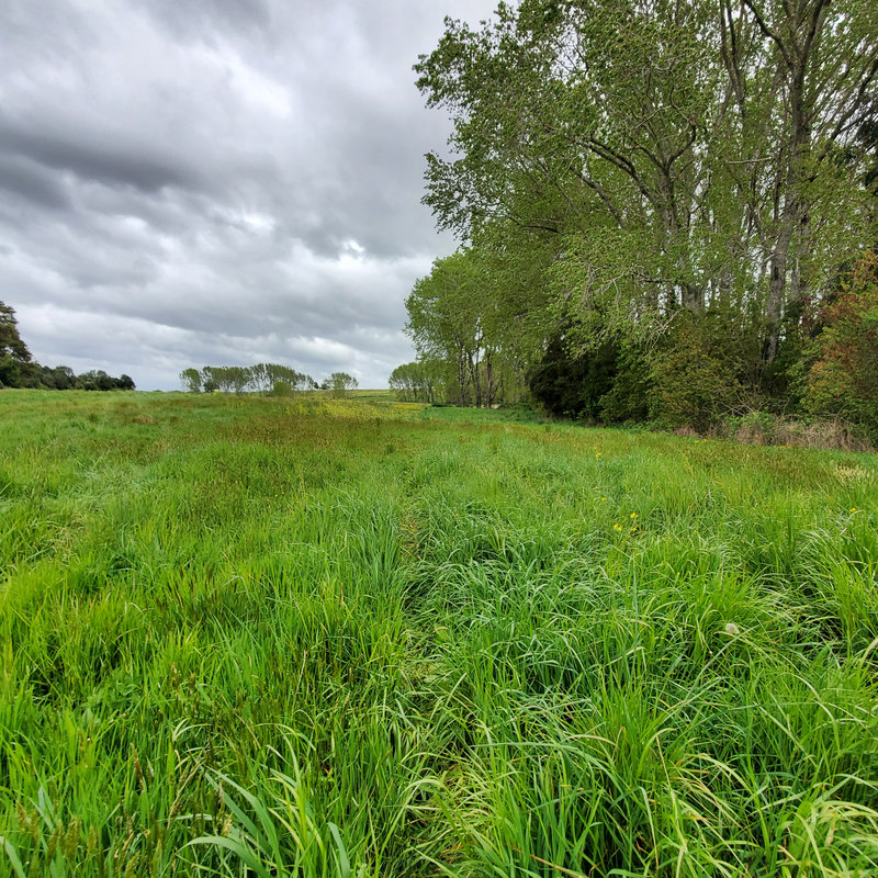 372 campo en venta 124 ha Puerto Montt invertir en terrenos en chile (11)