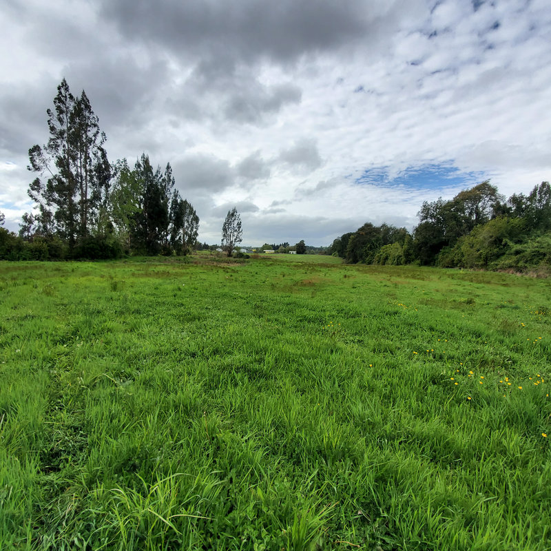 372 campo en venta 124 ha Puerto Montt invertir en terrenos en chile (12)