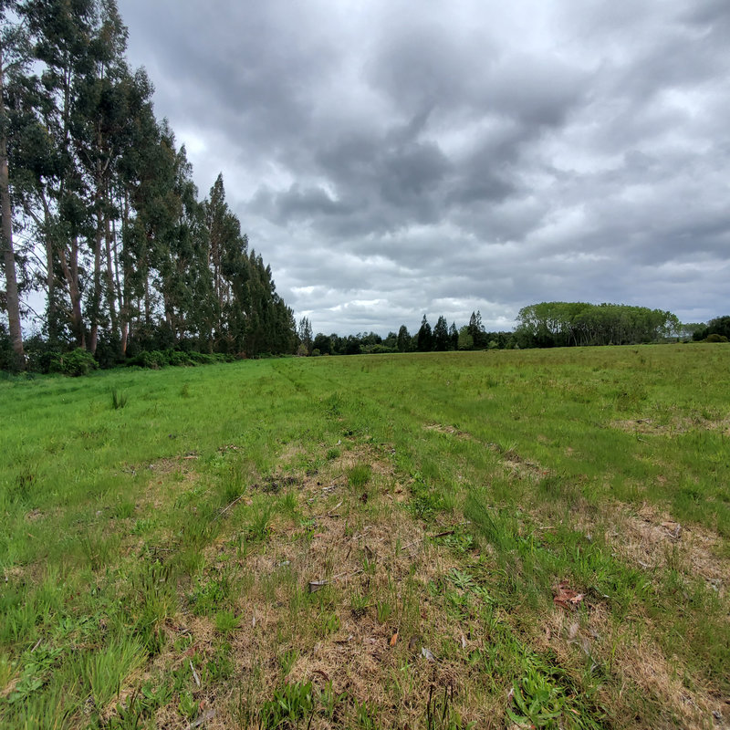 372 campo en venta 124 ha Puerto Montt invertir en terrenos en chile (4)