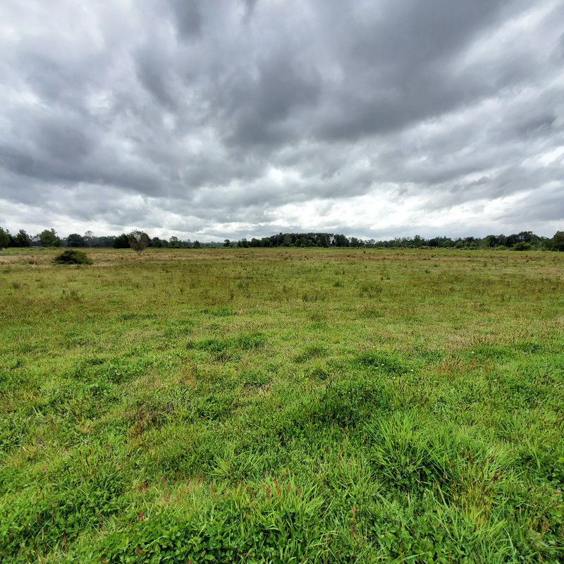 372 campo en venta 124 ha Puerto Montt invertir en terrenos en chile (9)